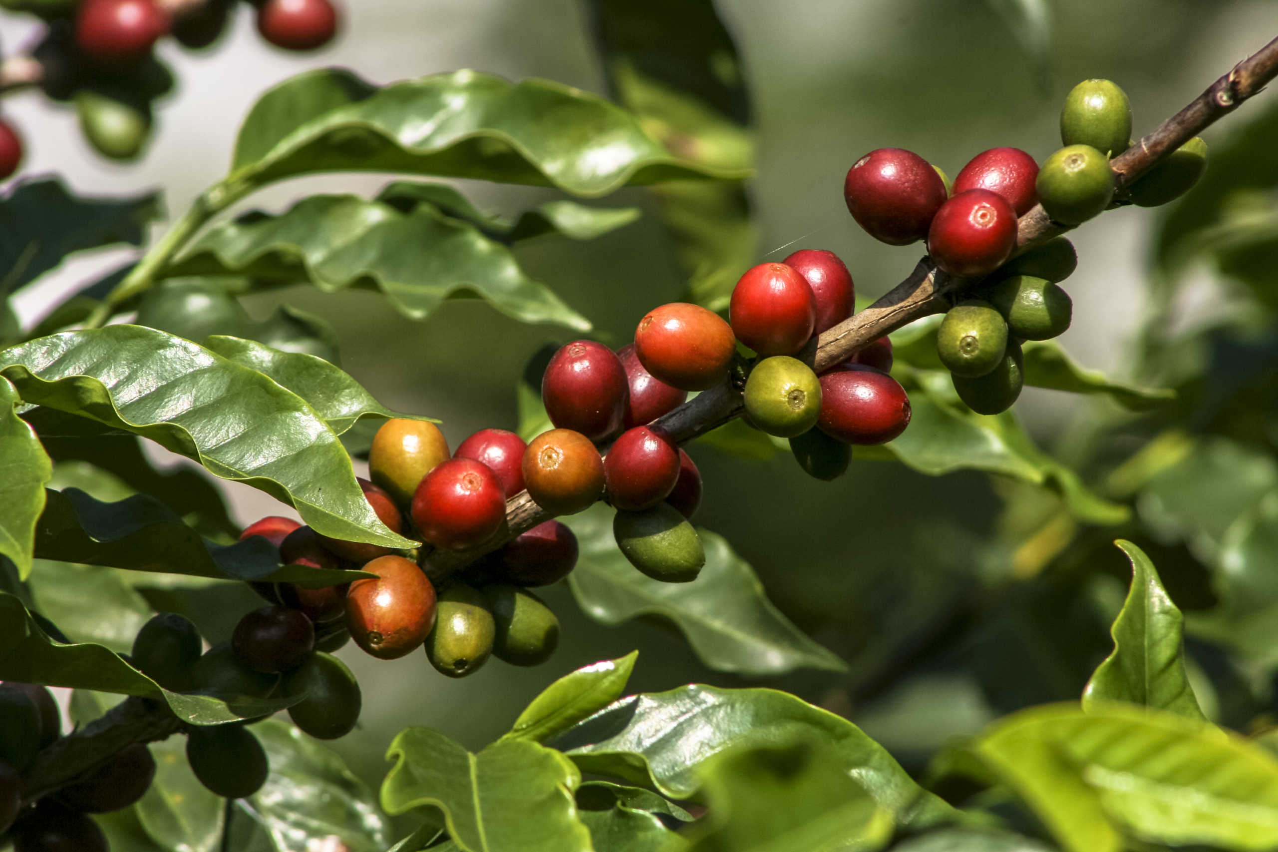 kaffeekirschen am baum kaffeebaum