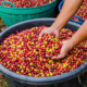 Hand greift in eine Wanne voller Kaffeebohnen