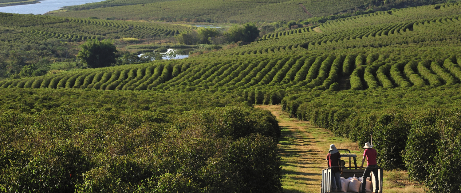 blick auf ein feld in brasilien