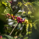 blick auf kaffeebohnen