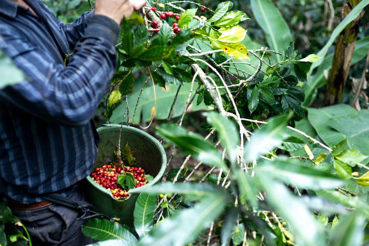 kaffeebauer bei der ernte