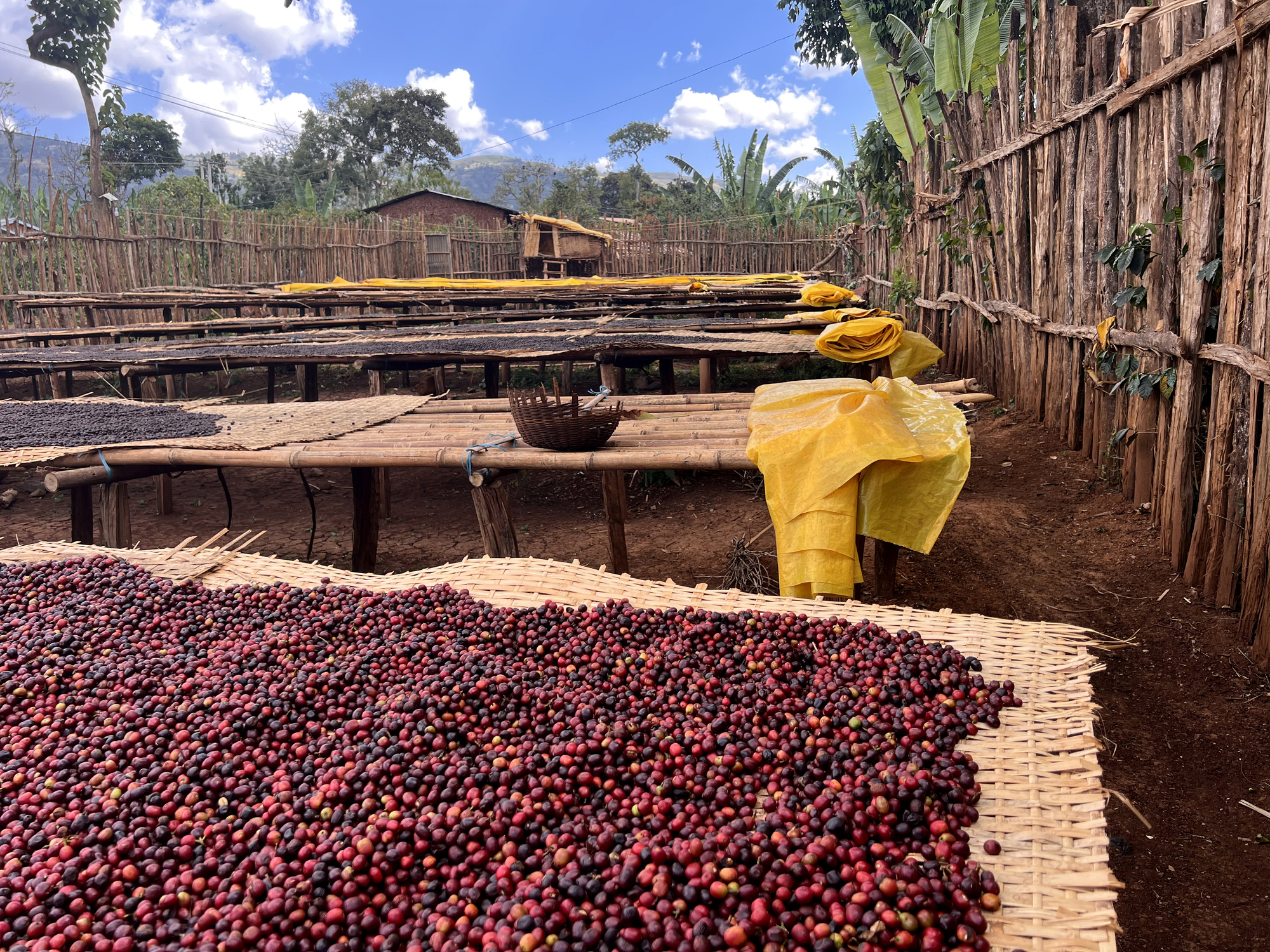 blick auf äthiopische kaffeekirschen