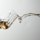 ein glas grappa